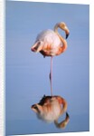 Greater Flamingo (Phoenicopterus Ruber), Isabela Island, Galapagos Archipelago, Ecuador by Anonymous
