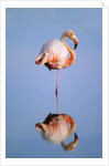 Greater Flamingo (Phoenicopterus Ruber), Isabela Island, Galapagos Archipelago, Ecuador by Anonymous