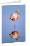 Greater Flamingo (Phoenicopterus Ruber), Isabela Island, Galapagos Archipelago, Ecuador by Anonymous
