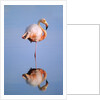 Greater Flamingo (Phoenicopterus Ruber), Isabela Island, Galapagos Archipelago, Ecuador by Anonymous