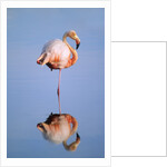Greater Flamingo (Phoenicopterus Ruber), Isabela Island, Galapagos Archipelago, Ecuador by Anonymous