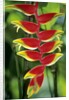 Heliconia, Trinidad, West Indies by Anonymous