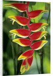 Heliconia, Trinidad, West Indies by Anonymous