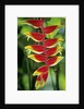 Heliconia, Trinidad, West Indies by Anonymous