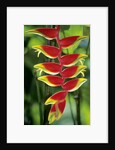 Heliconia, Trinidad, West Indies by Anonymous