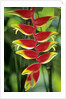 Heliconia, Trinidad, West Indies by Anonymous