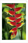 Heliconia, Trinidad, West Indies by Anonymous