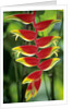 Heliconia, Trinidad, West Indies by Anonymous
