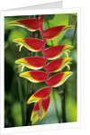 Heliconia, Trinidad, West Indies by Anonymous