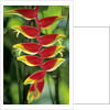 Heliconia, Trinidad, West Indies by Anonymous
