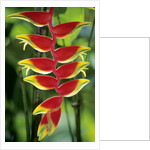 Heliconia, Trinidad, West Indies by Anonymous