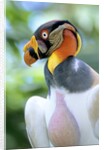 Adult King Vulture (Sarcoramphus Papa) with a Distended Crop from Feeding on Carrion, Panama. by Anonymous