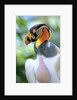 Adult King Vulture (Sarcoramphus Papa) with a Distended Crop from Feeding on Carrion, Panama. by Anonymous