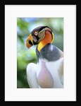 Adult King Vulture (Sarcoramphus Papa) with a Distended Crop from Feeding on Carrion, Panama. by Anonymous