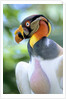 Adult King Vulture (Sarcoramphus Papa) with a Distended Crop from Feeding on Carrion, Panama. by Anonymous
