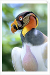 Adult King Vulture (Sarcoramphus Papa) with a Distended Crop from Feeding on Carrion, Panama. by Anonymous