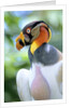 Adult King Vulture (Sarcoramphus Papa) with a Distended Crop from Feeding on Carrion, Panama. by Anonymous