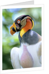 Adult King Vulture (Sarcoramphus Papa) with a Distended Crop from Feeding on Carrion, Panama. by Anonymous
