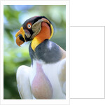 Adult King Vulture (Sarcoramphus Papa) with a Distended Crop from Feeding on Carrion, Panama. by Anonymous