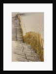 Reed fencing holding sand to prevent desertification by Anonymous