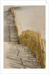 Reed fencing holding sand to prevent desertification by Anonymous