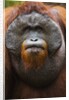 Dominant male orangutan by Anonymous