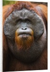 Dominant male orangutan by Anonymous