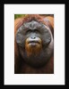Dominant male orangutan by Anonymous