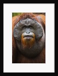 Dominant male orangutan by Anonymous