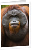 Dominant male orangutan by Anonymous