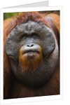Dominant male orangutan by Anonymous