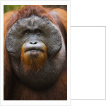 Dominant male orangutan by Anonymous