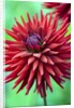 Weston Pirate dahlia in bloom by Anonymous