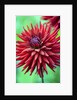 Weston Pirate dahlia in bloom by Anonymous