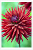 Weston Pirate dahlia in bloom by Anonymous
