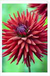 Weston Pirate dahlia in bloom by Anonymous