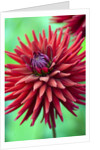 Weston Pirate dahlia in bloom by Anonymous