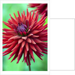 Weston Pirate dahlia in bloom by Anonymous