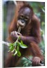 Sub adult male orangutan by Corbis