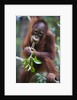 Sub adult male orangutan by Corbis