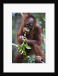 Sub adult male orangutan by Corbis