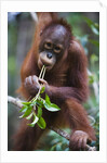 Sub adult male orangutan by Corbis