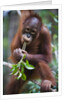 Sub adult male orangutan by Corbis