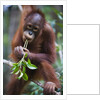 Sub adult male orangutan by Corbis