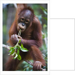 Sub adult male orangutan by Corbis