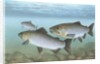 Pacific salmon by Anonymous