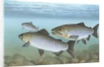 Pacific salmon by Anonymous