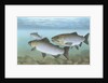 Pacific salmon by Anonymous