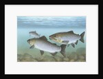 Pacific salmon by Anonymous