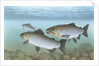 Pacific salmon by Anonymous